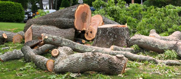 Large Tree Removal in Venice