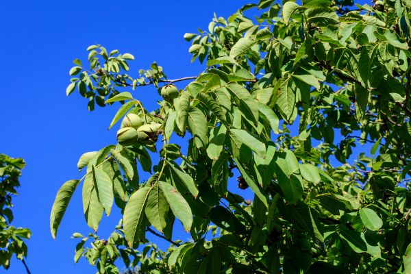 Walnut Tree Removal in Venice