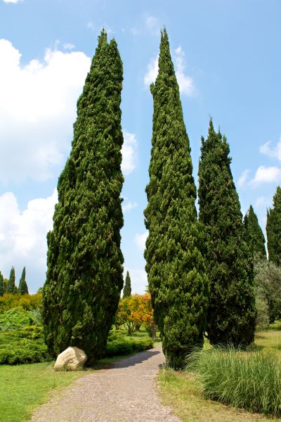 Cypress Tree Removal in Venice