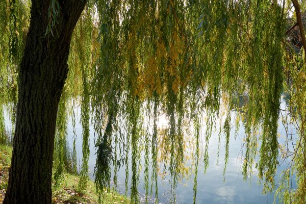 Willow Tree Removal in Venice