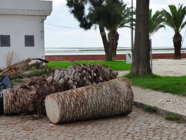 Palm Trees Removal in Venice