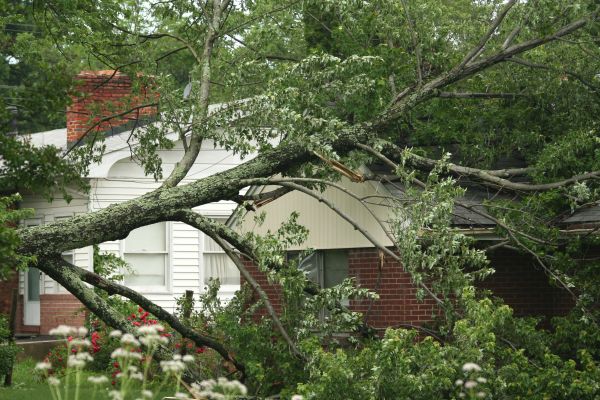 Emergency Tree Removal in Venice