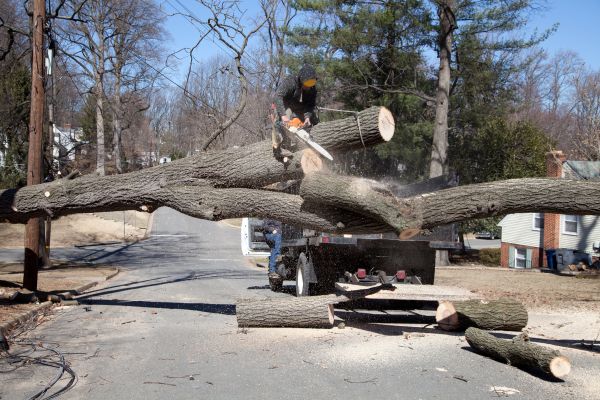 Residential Tree Removal in Venice
