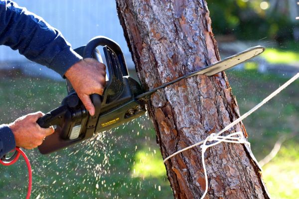 Dead Tree Removal in Venice