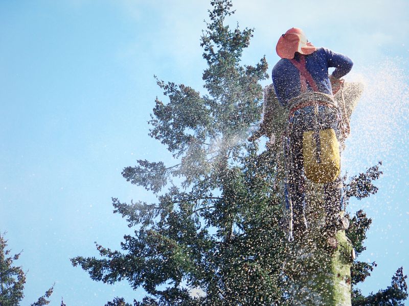 Birch Tree Removal