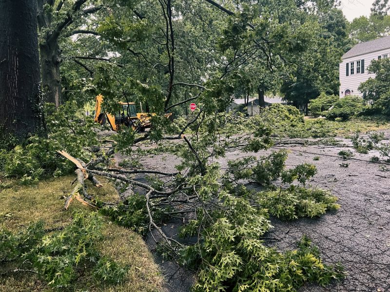Dead Tree Removal