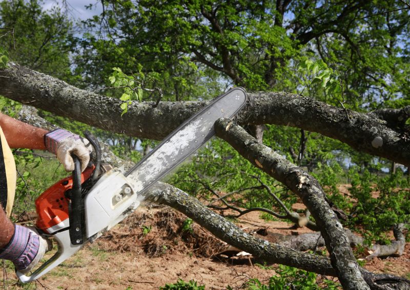 Dead Tree Removal detail