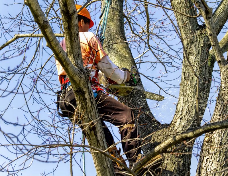 Safety During Tree Removal