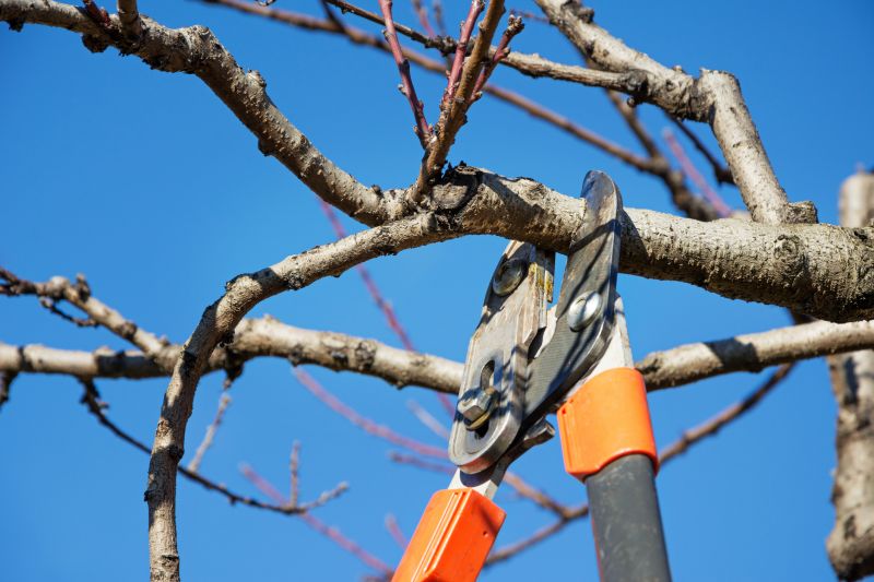 Healthy Tree Care