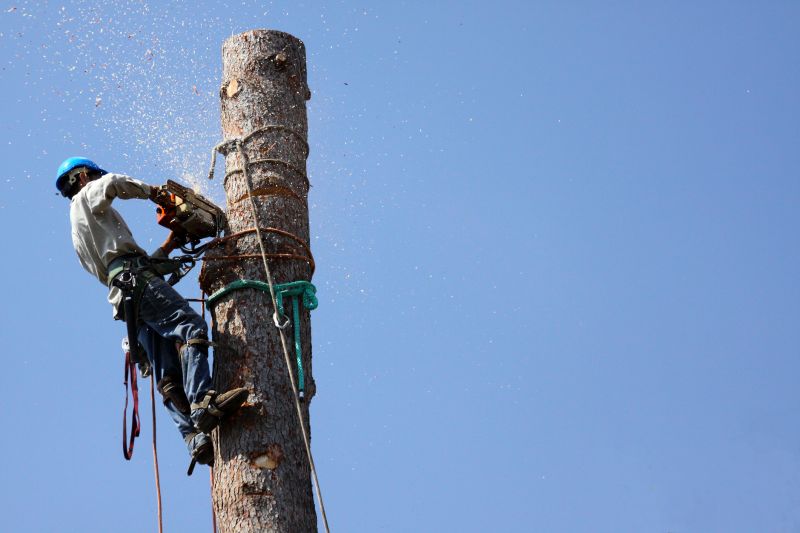 Tree Removal Near a Home