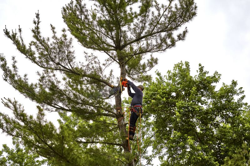 Tree Removal in Winter